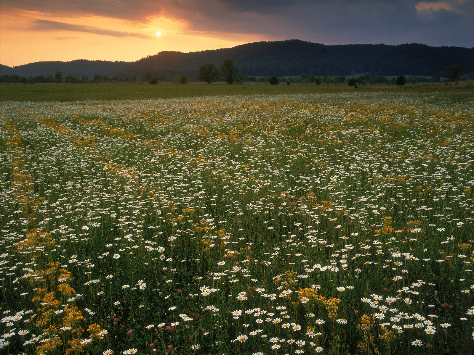 Field of Ox-Eye Daisies, Cades Cove, Great Smoky Mountains National Park, Tennessee
